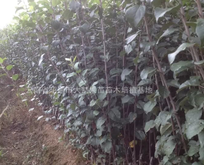 云南省昭通市紅富士蘋果