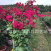 【綠化苗木】大紅三角梅 批發(fā)多種花色勒杜鵑 福建漳州三角梅基地