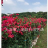 【綠化苗木】大紅三角梅 批發(fā)多種花色勒杜鵑 福建漳州三角梅基地