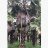 【綠化】福建老人葵報(bào)價(jià) 老人葵價(jià)格 福建老人葵 華盛頓棕批發(fā)