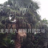 福建老人葵（華棕）桿高2m-8m 40~60cm 老人葵價(jià)格 基地批發(fā)直銷