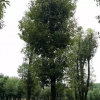 湖南益陽供應骨架移植香樟