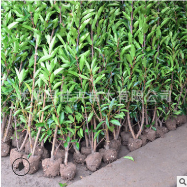 基地直銷法國冬青圍墻樹珊瑚樹做籬笆園林綠化樹木四季常青好成活