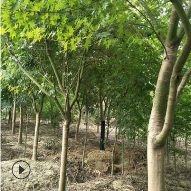 基地直銷 雞爪槭樹綠化樹木 色塊綠籬 工程行道庭院青楓 量大優惠
