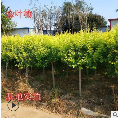 基地直銷 金葉榆 黃金榆 黃金榆 枝葉綠化工程榆樹行道樹耐寒植物