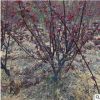 基地直銷 榆葉梅樹木庭院園林綠化行道樹觀賞紅梅花 批發量大優惠