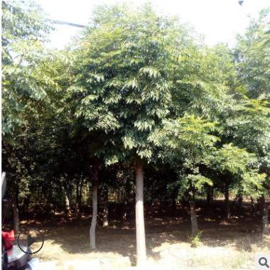 基地直銷黃山欒樹大樹園林庭院綠化工程行道樹規格齊全好成活優惠