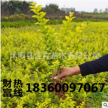 基地直銷金葉女貞庭院花壇行道綠化色塊工程價格實惠耐寒植物四季
