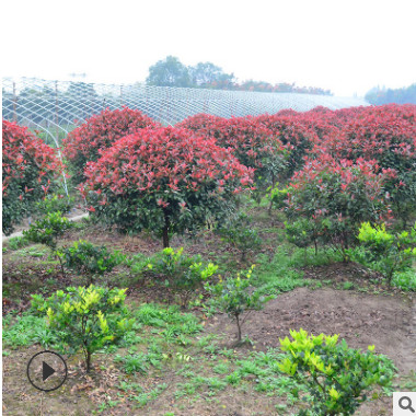 基地直銷紅葉石楠球庭院行道樹綠化樹木紅葉石楠四季常青綠化植物