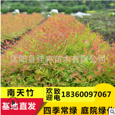基地批發南天竹 彩色紅葉色塊綠化樹木 南天竺常綠灌木籬觀葉植物