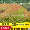 基地批發南天竹 彩色紅葉色塊綠化樹木 南天竺常綠灌木籬觀葉植物