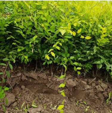 廠家直銷 金葉榆杯苗月季杯苗紅王子錦帶杯苗等