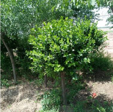 廠家直銷 各種膠東衛毛球 苗木 量大從優 歡迎選購