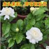 茉莉花苗花卉驅蚊白花白茉莉芳香四溢四季開花重瓣茉莉花小苗批發