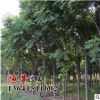 批發(fā)欒樹樹苗 基地即時(shí)發(fā)貨 綠化工程苗 欒樹苗規(guī)格 品種齊全