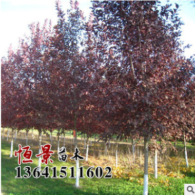 批發紫葉稠李 紅葉李樹苗速生紫葉李小苗 紫葉李樹苗