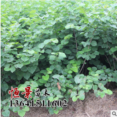 批發紫荊樹苗 綠化工程 基地發貨 叢生紫荊樹苗銷售 價格從優