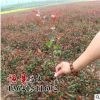 基地批發紅葉石楠苗 工程用苗 量大優惠 紅葉石楠球 規格齊全