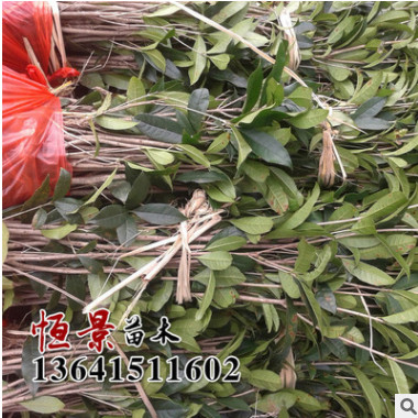 基地綠化苗木 桂花樹苗 綠化工程苗木 桂花苗 桂花樹批發香飄十里