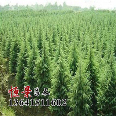 基地雪松苗批發 雪松價格 綠化工程苗 規格齊全