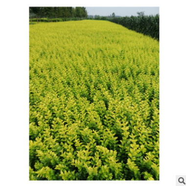 自產自銷金葉女貞工程苗-金葉女貞球大量銷售