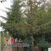 基地銀杏樹苗價格 綠化工程 銀杏樹苗銷售 行道樹 量大優惠