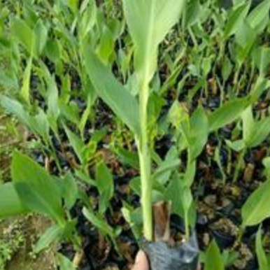 福建美人蕉批發(fā)