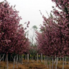 浙江紹興垂絲海棠圖片/浙江紹興垂絲海棠報(bào)價(jià)