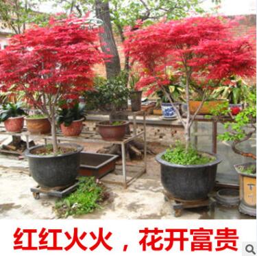 紅楓樹苗四季紅美國紅楓樹苗紅舞姬庭院景觀綠化林蔭道庭院苗木