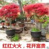 紅楓樹苗四季紅美國紅楓樹苗紅舞姬庭院景觀綠化林蔭道庭院苗木