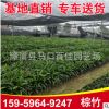 福建基地大量批發(fā)棕竹 大葉棕竹 觀音竹 場(chǎng)地直銷