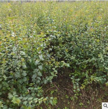 小葉女貞苗供應苗木 樹苗 工程綠化苗木 小葉女貞球批發