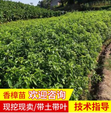 香樟苗多桿香樟種植基地 宏景全冠香樟庭院綠化樟木