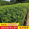 香樟苗多桿香樟種植基地 宏景全冠香樟庭院綠化樟木