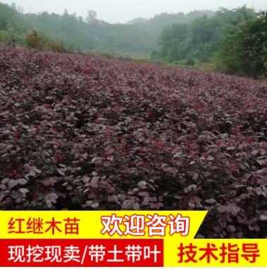 紅繼木苗紅花繼木苗籬笆苗庭院綠化苗木工程四季常青彩色樹苗紅花