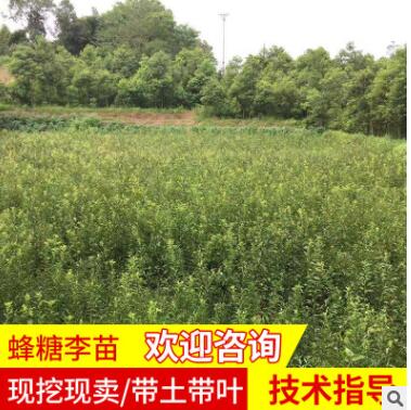 蜂糖李苗產地批發蜂糖李形狀飽滿蜂糖李苗樹蜂糖李苗樹苗蜂糖李苗
