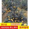 佛手苗批發(fā)佛手果樹苗 適合南北方庭院種植 盆栽地栽多肉型果樹