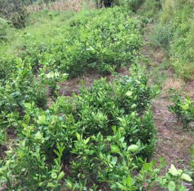 塔羅科血橙苗果樹苗批發 嫁接果苗 塔羅科血橙苗 量大從優