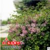 綠化工程小苗批發(fā) 丁香花小苗 紫丁香樹苗 規(guī)格齊全 庭院綠植基地