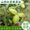 基地直銷美國山核桃碧根果工程綠化苗嫁接果樹果園用苗量大從優(yōu)