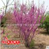批發(fā)供應(yīng)優(yōu)質(zhì)綠化苗木 紫荊花 叢生紫荊 風(fēng)景樹苗 綠化工程直銷