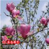 直銷批發(fā)玉蘭樹苗 玉蘭小苗 紫 白 黃 綠化苗木 基地自產(chǎn)自銷