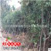 苗圃直銷黃櫨小苗 供應(yīng)現(xiàn)貨現(xiàn)挖黃櫨綠化苗木 規(guī)格齊全 量大優(yōu)惠