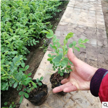 四季玫瑰苗 盆栽玫瑰 工程綠化種植四季花卉 室內(nèi)花卉 四季玫瑰