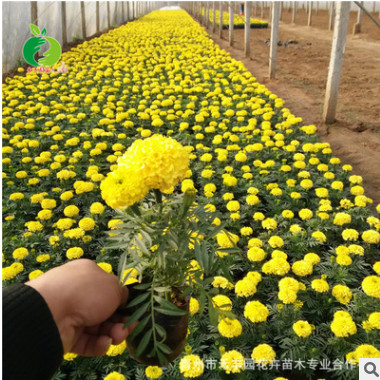 青州禾豐園 花卉培育 國(guó)慶菊萬壽菊 臺(tái)盆栽花長(zhǎng)期供應(yīng)