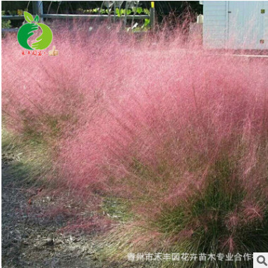 專業(yè)種植批發(fā) 毛芒亂子草 粉黛亂子草 盆栽苗 多年生觀賞草花