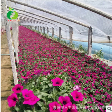 禾豐園專業(yè)花卉培育 牽牛花 喇叭花 矮牽牛 批發(fā)優(yōu)質(zhì)草坡綠化花卉