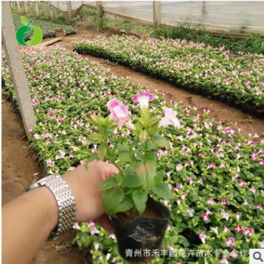 禾豐園花卉培育 夏瑾 陽臺(tái)植物 綠化盆栽 開花植物 景觀裝飾綠植