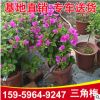 云南紫色三角梅 廠家批發(fā)銷售 40-50m勒鵑花三角梅 多色三角梅