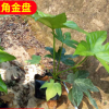 基地供應(yīng)八角金盤 工程綠化 八角金盤批 量大價優(yōu)